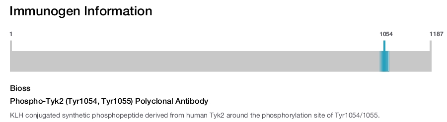 Phospho-Tyk2 (Tyr1054, Tyr1055) Polyclonal Antibody