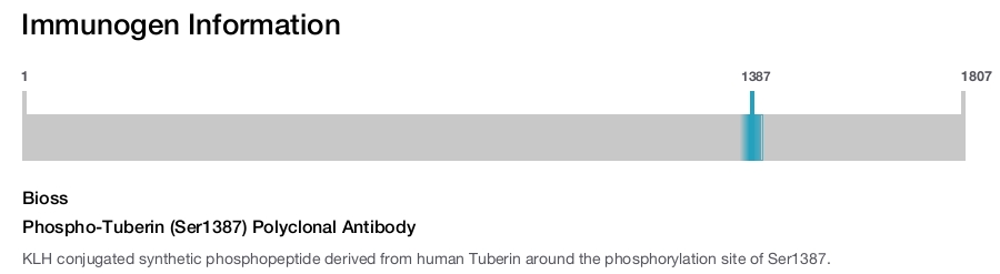 Phospho-Tuberin (Ser1387) Polyclonal Antibody