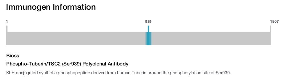 Phospho-Tuberin/TSC2 (Ser939) Polyclonal Antibody