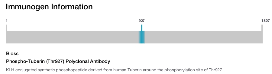 Phospho-Tuberin (Thr927) Polyclonal Antibody