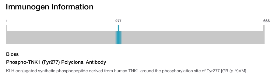 Phospho-TNK1 (Tyr277) Polyclonal Antibody
