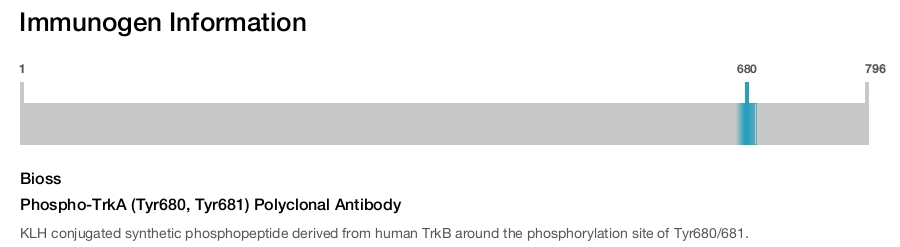 Phospho-TrkA (Tyr680, Tyr681) Polyclonal Antibody
