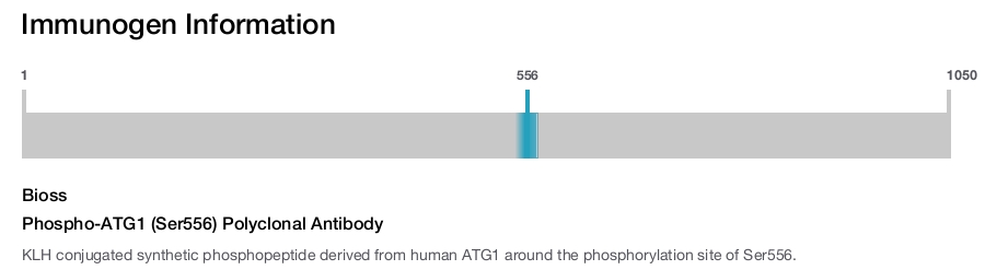 Phospho-ATG1 (Ser556) Polyclonal Antibody