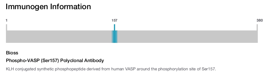 Phospho-VASP (Ser157) Polyclonal Antibody