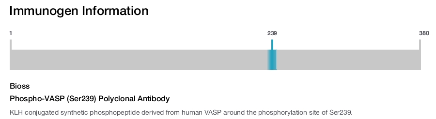 Phospho-VASP (Ser239) Polyclonal Antibody