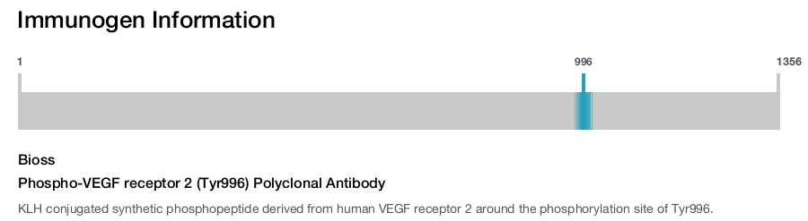 Phospho-VEGF receptor 2 (Tyr996) Polyclonal Antibody