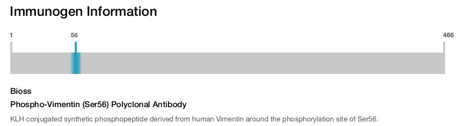 Phospho-Vimentin (Ser56) Polyclonal Antibody