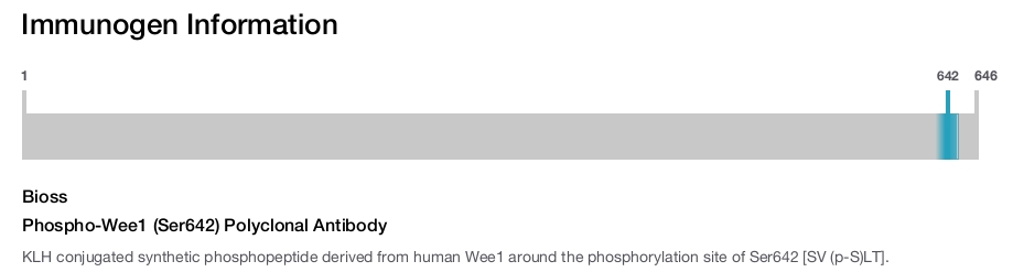 Phospho-Wee1 (Ser642) Polyclonal Antibody