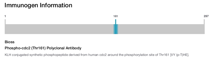 Phospho-cdc2 (Thr161) Polyclonal Antibody