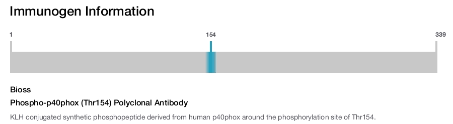 Phospho-p40phox (Thr154) Polyclonal Antibody