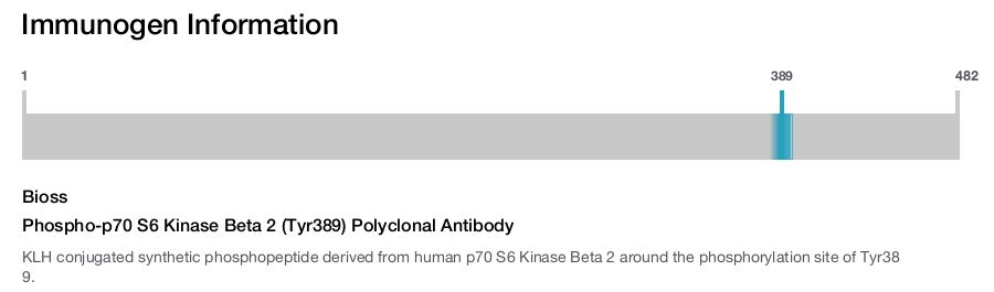 Phospho-p70 S6 Kinase Beta 2 (Tyr389) Polyclonal Antibody
