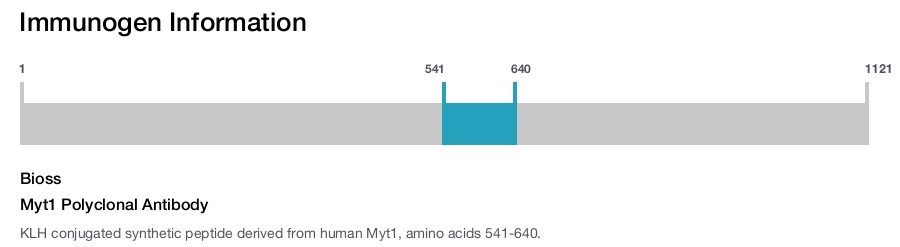 Myt1 Polyclonal Antibody