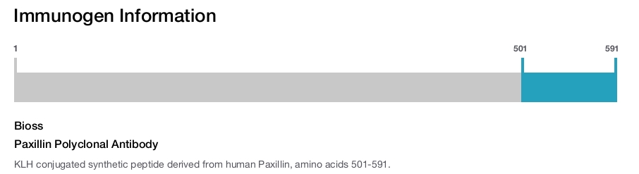 Paxillin Polyclonal Antibody