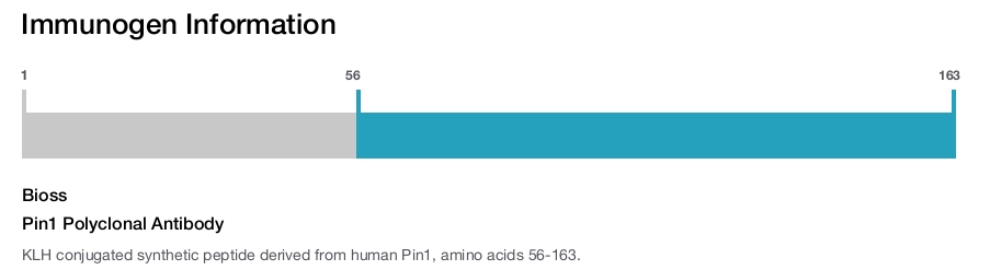 Pin1 Polyclonal Antibody