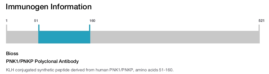 PNK1/PNKP Polyclonal Antibody