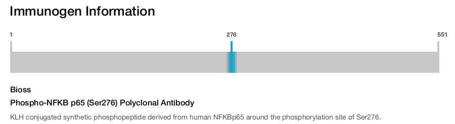 Phospho-NFKB p65 (Ser276) Polyclonal Antibody