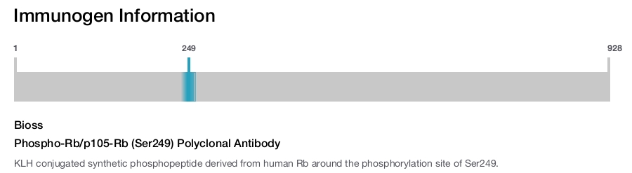 Phospho-Rb/p105-Rb (Ser249) Polyclonal Antibody
