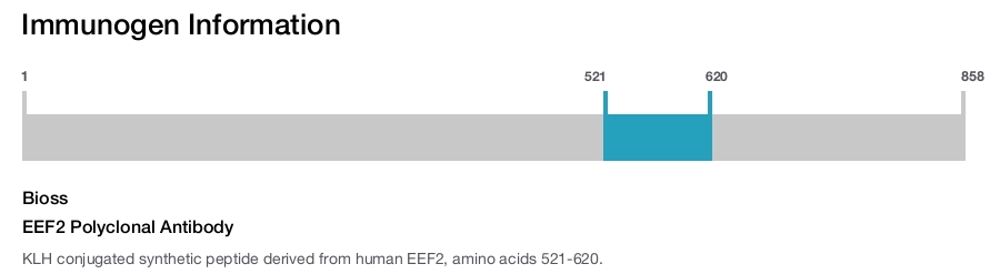 EEF2 Polyclonal Antibody
