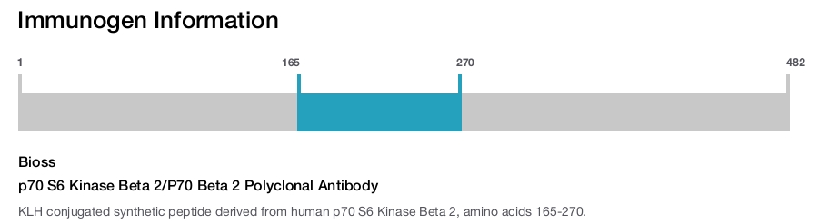 p70 S6 Kinase Beta 2/P70 Beta 2 Polyclonal Antibody