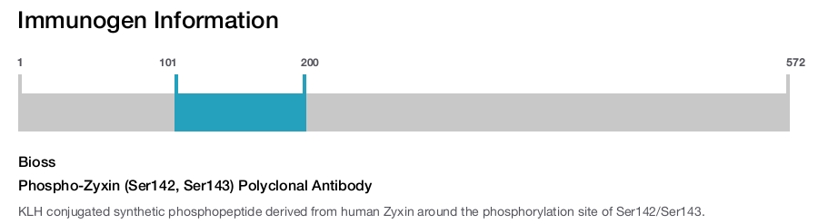 Phospho-Zyxin (Ser142, Ser143) Polyclonal Antibody