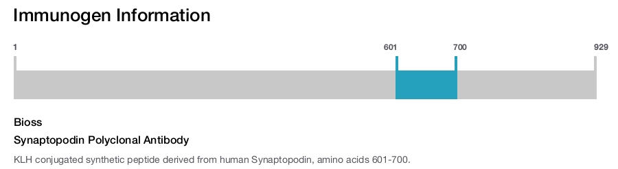 Synaptopodin Polyclonal Antibody