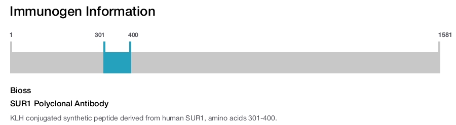 SUR1 Polyclonal Antibody