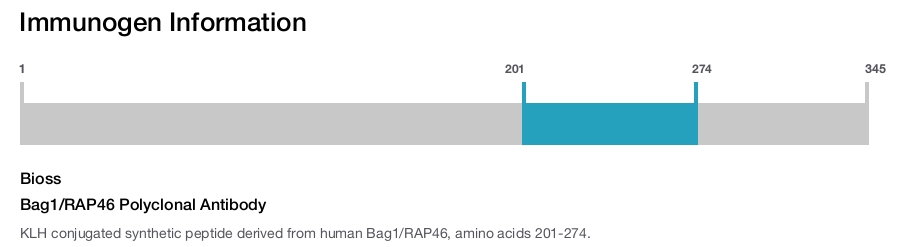 Bag1/RAP46 Polyclonal Antibody