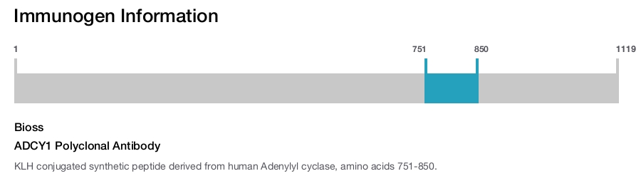 ADCY1 Polyclonal Antibody