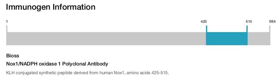 Nox1/NADPH oxidase 1 Polyclonal Antibody