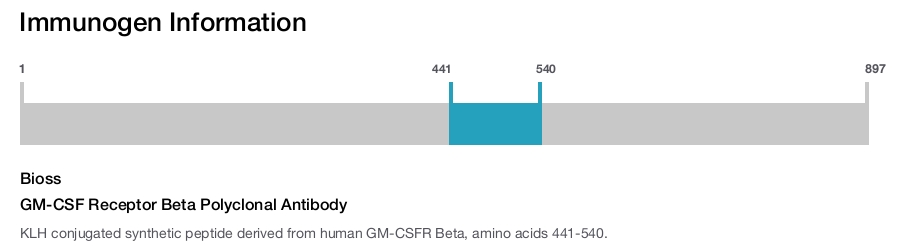GM-CSF Receptor Beta Polyclonal Antibody