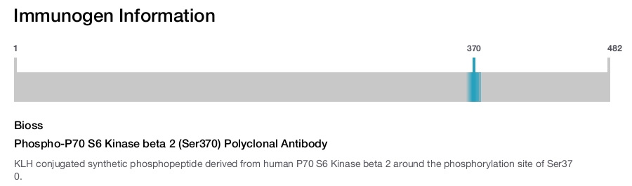 Phospho-P70 S6 Kinase beta 2 (Ser370) Polyclonal Antibody