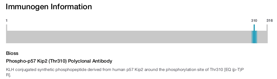 Phospho-p57 Kip2 (Thr310) Polyclonal Antibody