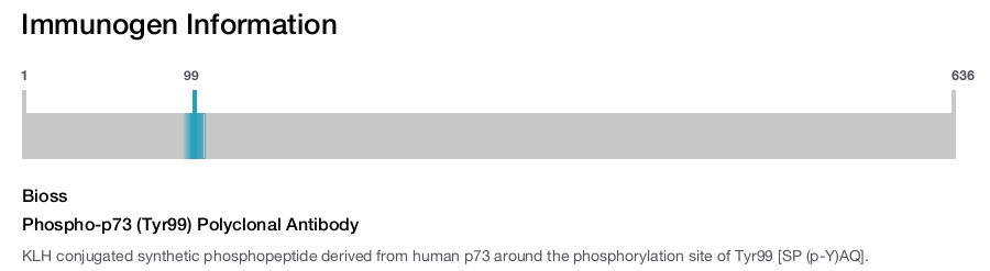 Phospho-p73 (Tyr99) Polyclonal Antibody