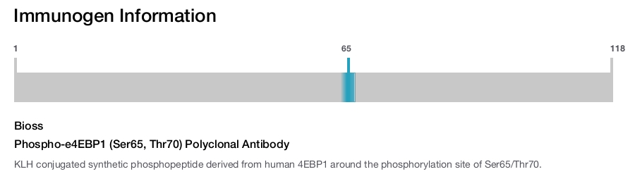 Phospho-e4EBP1 (Ser65, Thr70) Polyclonal Antibody