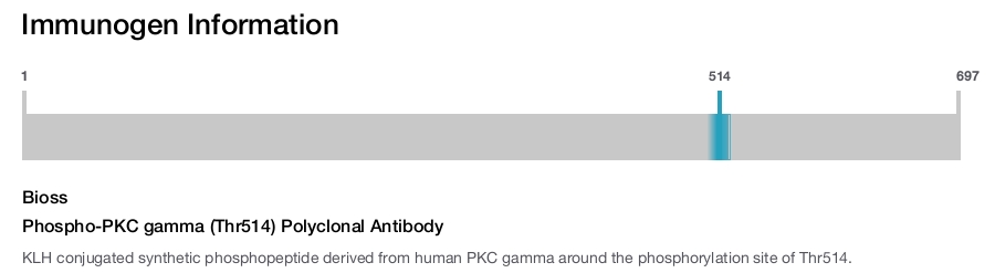 Phospho-PKC gamma (Thr514) Polyclonal Antibody