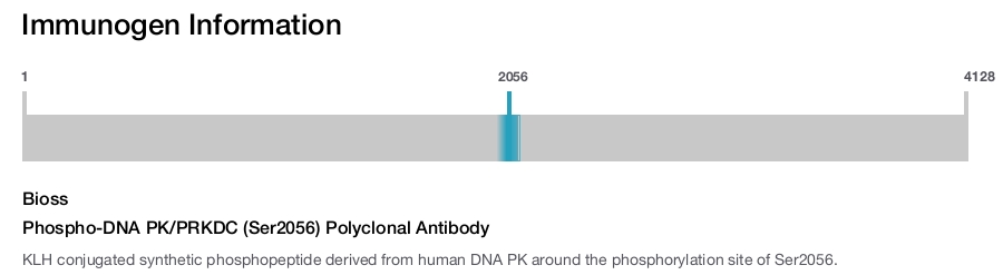 Phospho-DNA PK/PRKDC (Ser2056) Polyclonal Antibody