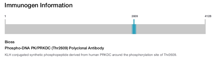 Phospho-DNA PK/PRKDC (Thr2609) Polyclonal Antibody