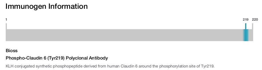 Phospho-Claudin 6 (Tyr219) Polyclonal Antibody