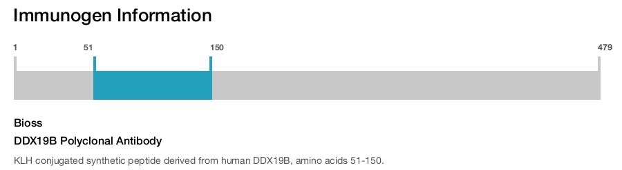 DDX19B Polyclonal Antibody