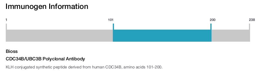 CDC34B/UBC3B Polyclonal Antibody