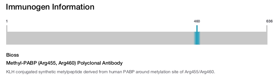 Methyl-PABP (Arg455, Arg460) Polyclonal Antibody