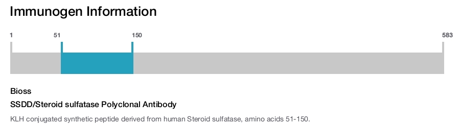 SSDD/Steroid sulfatase Polyclonal Antibody
