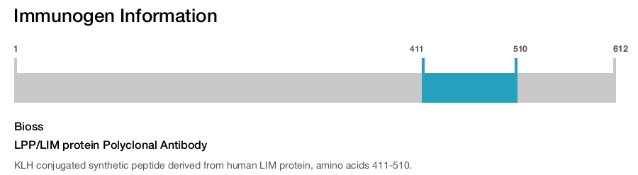 LPP/LIM protein Polyclonal Antibody