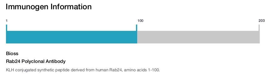 Rab24 Polyclonal Antibody
