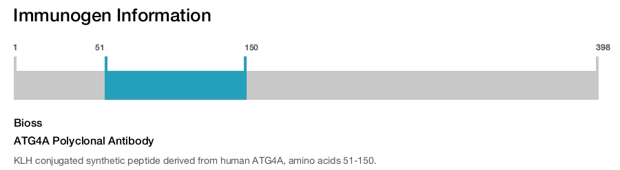 ATG4A Polyclonal Antibody