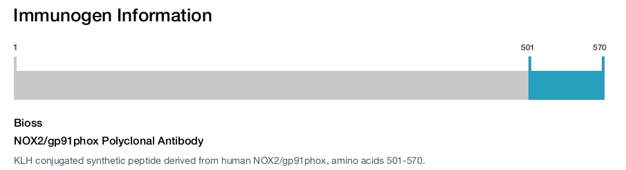 NOX2/gp91phox Polyclonal Antibody