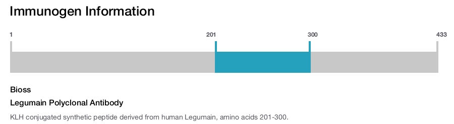 Legumain Polyclonal Antibody