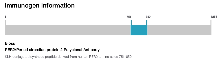 PER2/Period circadian protein 2 Polyclonal Antibody