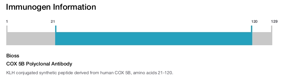 COX 5B Polyclonal Antibody