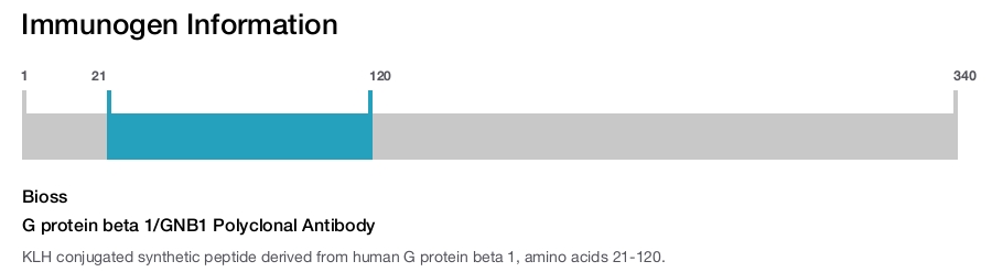 G protein beta 1/GNB1 Polyclonal Antibody